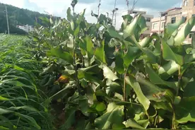 福建农村一种经济和食用价值极高却不为人熟知的农作物：蕉芋图片