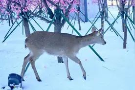 热雪神鹿峰！山谷狂欢放肆大笑+尖叫图片