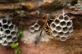“杀人蜂”不产蜂蜜，那它们天天在忙什么？图片