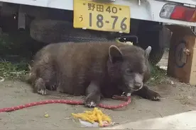 “救命啊，有熊出没！”，“别怕，它是狗，而且是柯基的崽”图片