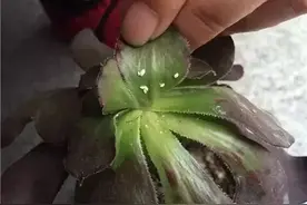 气温回升，蚧壳虫泛滥成灾，怎么也整不干净？教你一招，彻底根除图片