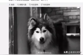 全网最可爱的撕家小公主走了...无数网友悼念：谢谢你治愈过我图片