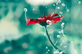 一个人的个性，本质在于“适应”图片