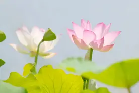 风清云淡 随遇而安图片