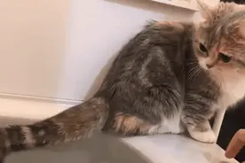 猫咪和自己的尾巴真的是两种生物！我有证据！图片