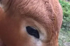 单身久了，看小牛都眉清目秀了图片