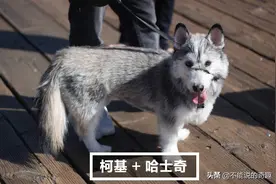 柯基“短腿基因”有多强？不论何种犬只混柯基后，都会变成低底盘图片