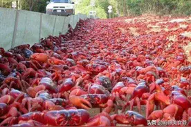 这下明白了，国外为什么经常海鲜泛滥，我国吃货们表示蠢蠢欲动图片