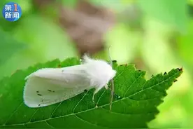 悬赏“通缉”虫子！西安这里官方回应：发现一只最高奖100元图片