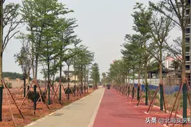 春风轻拂新枝曳摇 北海银滩西区绿道种树忙忙忙图片