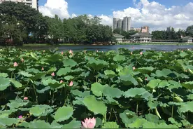 广州荔湾湖赏荷记：碧叶湖波连天，莲香缠身沁脾图片