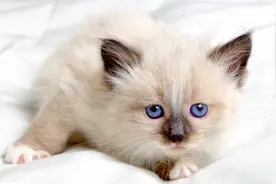 养宠知识 ▏猫咪感冒了怎么办？图片
