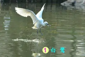 五年级上册第1课《白鹭》，老师整理的课堂笔记，学生提前预习图片