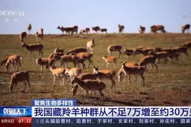 半岛叨叨丨藏羚羊从濒危降为近危，珍禽异兽频频现身！保护生物多样性，中国很拼……图片