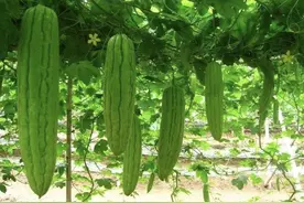 苦瓜怎么栽培高产？掌握这套种植方法，你也能成为一个专业种植户图片