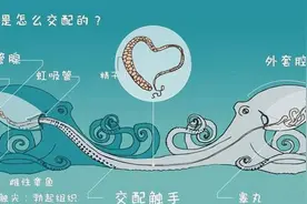 做为寒武纪时期降临地球的外星生物，聪明的章鱼为何没能统治地球图片