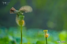 荷与鸟，总有着无数个动人的交集图片