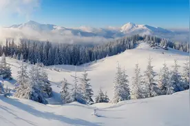我们相爱在这梧桐的风雪，不敢掉下的泪图片