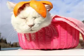 「猫叔」18岁生日这天，主人宣布：与世无争的它已经离开图片
