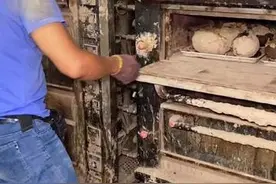 开封夜市美食分享荷叶鸡老板年入百万图片