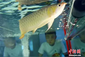 给龙鱼“整容”是什么体验？图片