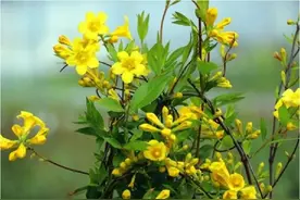 适合北方地区露天栽种的超美耐寒花卉（第四期）：法国香水茉莉图片