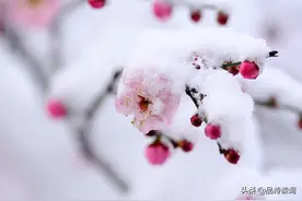 一首经典的咏梅诗，写得很是有趣，写出了完全不一样的梅花图片