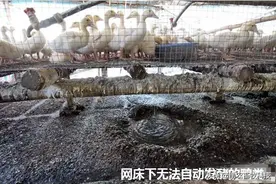 稀烂鸭鹅粪处理技术，不增加设施快速变成液态有机肥或固态有机肥图片
