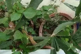 自家阳台上种火龙果，再也不用花钱去买了！图片