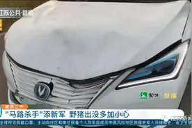 警方提醒完没多久，一群野猪排着队一溜小跑又撞车了！图片