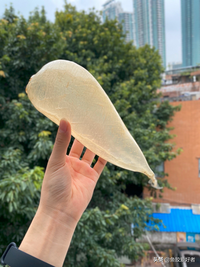 黄花胶与白花胶哪种好 2026年黄花胶与白花胶哪种好一点