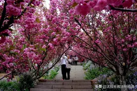 “锦绣太原•生态西山”2021年樱花文化旅游节暨锦绣太原赏花季4月6日开幕！建议错峰赏樱注意游园安全图片
