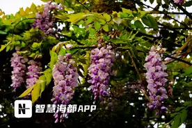 太漂亮！福州紫藤花开刷屏朋友圈图片