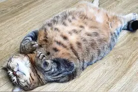 猫猪可不单指橘猫，狸花猫同样也是胖着胖着就胖成网红的存在图片