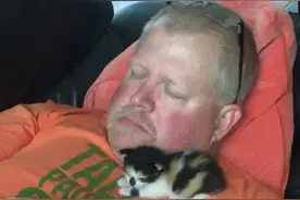 我爸坚决反对养猫，可是他现在天天和猫一起睡图片