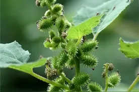 乡下常见的苍耳，年轻人称其为“刺球草”，老人却说其是珍贵草本图片
