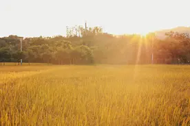 广州增城2天1夜自驾游，泡温泉住民宿，体验十里稻香时光图片