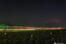 好一朵横州茉莉花丨璀璨灯光点亮中华茉莉园图片