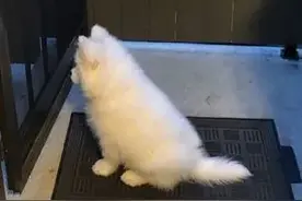 狗子，你长大，这么久长成这个样子了图片