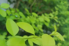 幽默的大将军图片