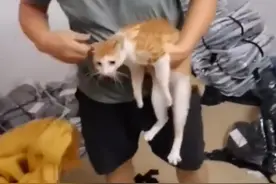 广东一男子家里闹老鼠，急中生智借来隔壁“猫将军”，猫咪太帅了图片