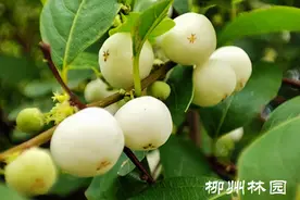 “白米饭”莹洁绕枝头图片