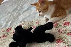 “自学成才”的小橘猫图片