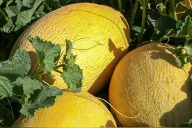 我在盛夏的甘肃，实现了水果自由图片
