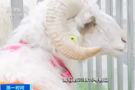 一只羊，卖到2.6万元！为啥这么值钱？图片