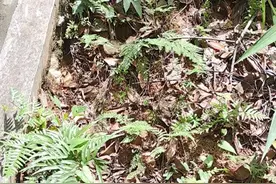 小草也会有大作用图片