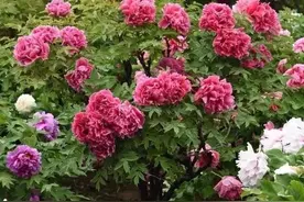 5种吉利花，是古代人的“富贵花”，能活几百年，富贵又吉利图片