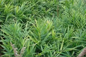 为何生姜易出现蒸苗烤苗烂芽？3种原因所为，不只降温一法可防图片