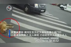 信阳一流浪狗当街咬伤十多人被民警果断打死 家长：孩子被咬后睡觉都在发抖图片