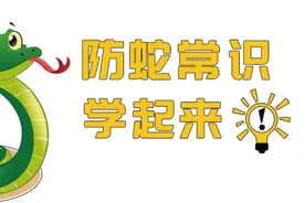 安全小技巧 | 夏季炎热 户外“蛇出没”防蛇知识get起来图片